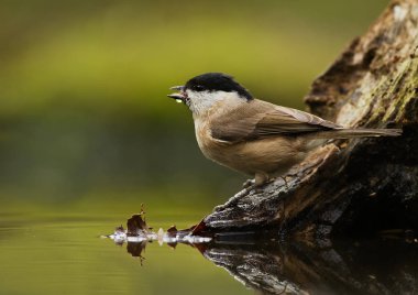 Marsh baştankara kuş