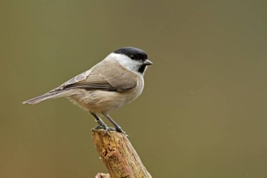 Marsh baştankara kuş