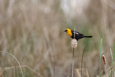 Sarı kafalı siyah kuş