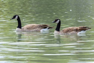 Canadian geese in  water. clipart