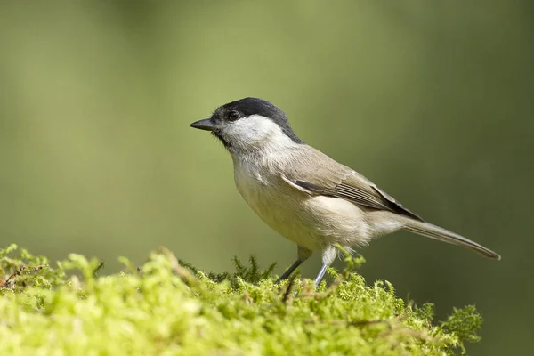 Marsh Tit bird — Stock Photo, Image