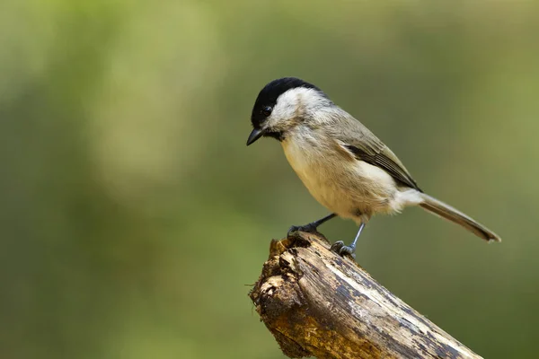 Marsh Tit bird — Fotografia de Stock