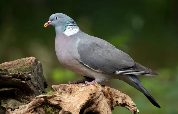 Ringduva fågel — Stockfoto