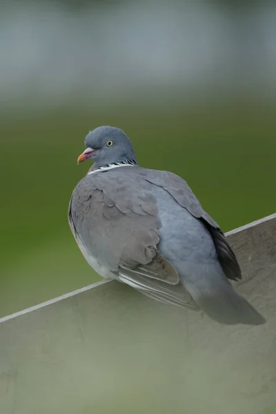 Pombo de madeira em uma cerca — Fotografia de Stock