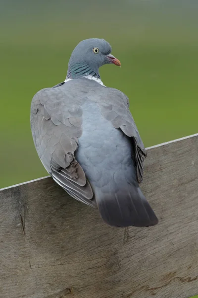Wood pigeon on a fence — Stock Photo, Image