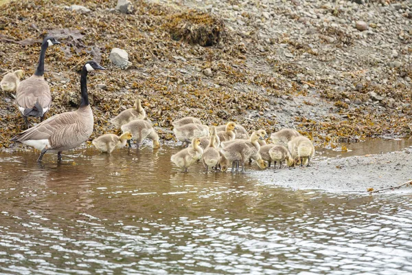 Canadian geese with babies — Stock Photo, Image