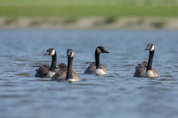Canadian geese in  water. — Stock Photo, Image