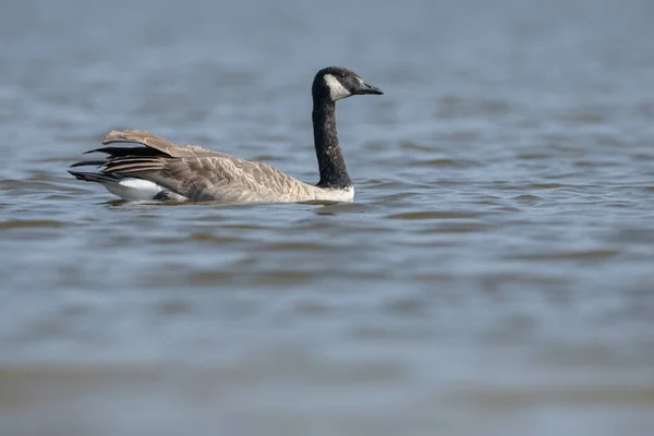 Canadian Goose in blue water — Stock Photo, Image