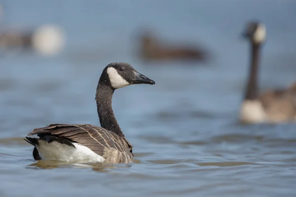 Canadese ganzen in blauw water — Stockfoto