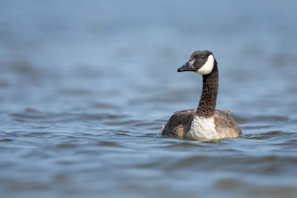 Canadian Goose in blue water — Stock Photo, Image