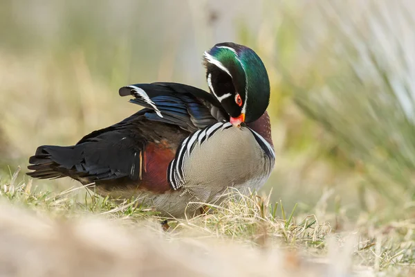 El pato de madera o el pato Carolina —  Fotos de Stock