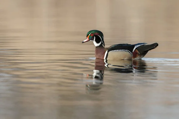 O pato de madeira ou pato Carolina — Fotografia de Stock