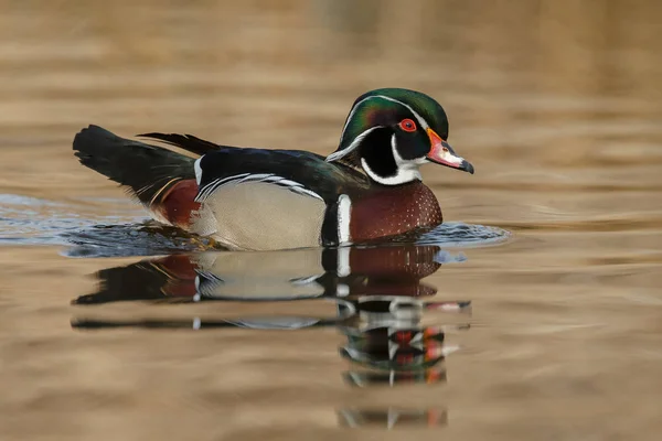 Dřevo Kačer nebo kachna Karolína — Stock fotografie