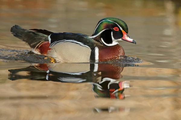 The wood duck or Carolina duck — Stock Photo, Image