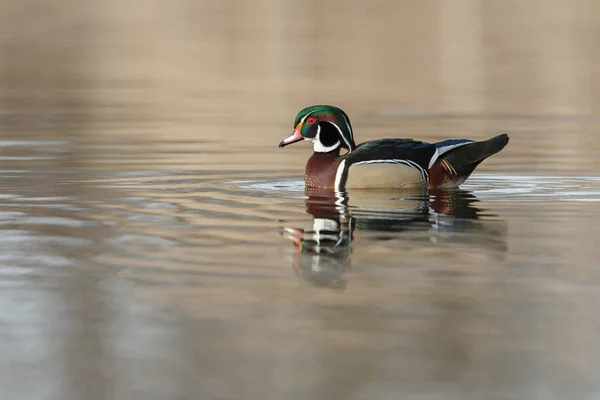 The wood duck or Carolina duck — Stock Photo, Image