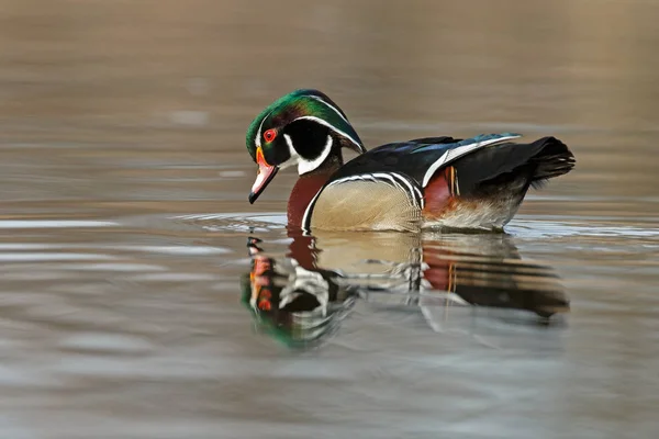 Die Waldente oder Carolina-Ente — Stockfoto