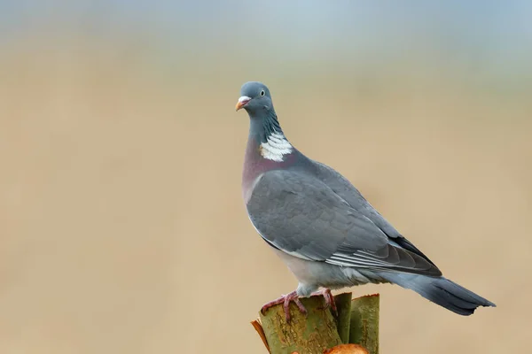 The common wood pigeon