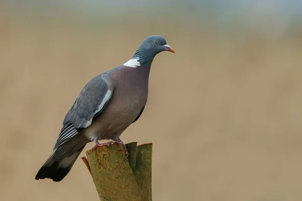 The common wood pigeon — Stock Photo, Image