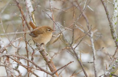 Kış wren bir kış ortamda