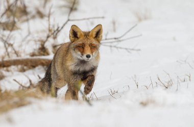 Red fox kar üzerinden yürüyor