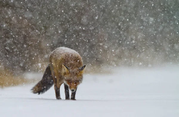 Red fox walks through the snow — Stock Photo, Image