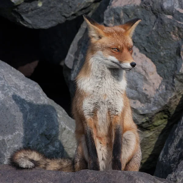 Red fox near on black rocks