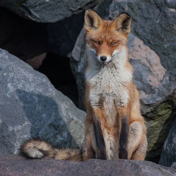 Red fox near on black rocks — Stock Photo, Image