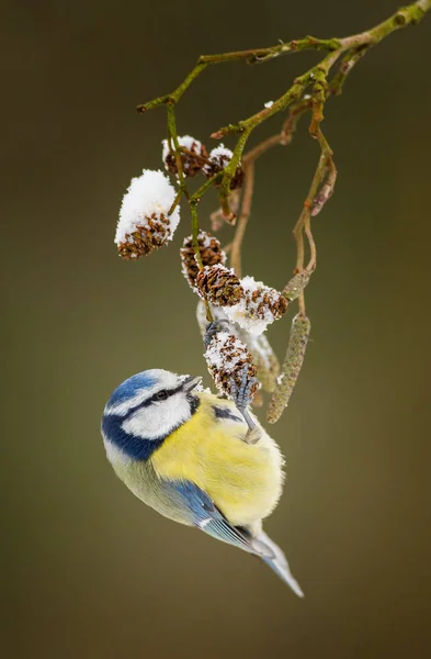 Blaumeise hängt an einem Zweig — Stockfoto