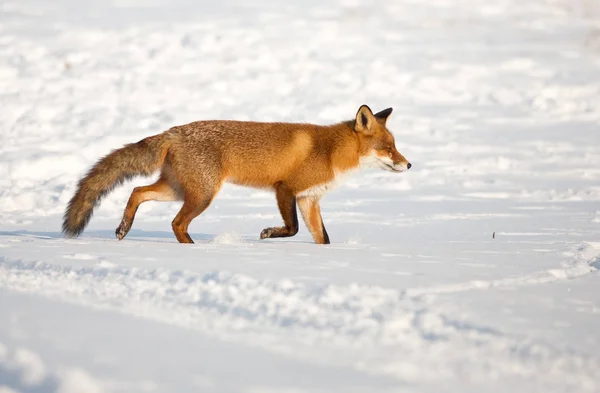 Raposa vermelha no inverno — Fotografia de Stock