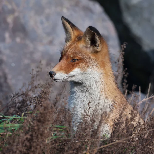 Red fox near on black rocks