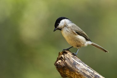 Marsh baştankara kuş