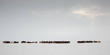 İzlandalı atlar ayakta