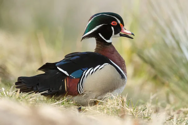 O pato de madeira ou pato Carolina — Fotografia de Stock