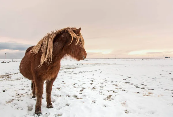 Icelandic horse on nature — Stock Photo, Image