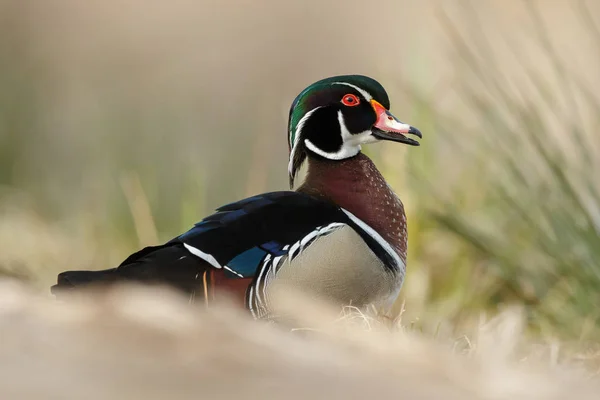 O pato de madeira ou pato Carolina — Fotografia de Stock