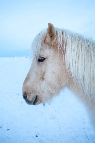 Cavalo islandês na natureza — Fotografia de Stock