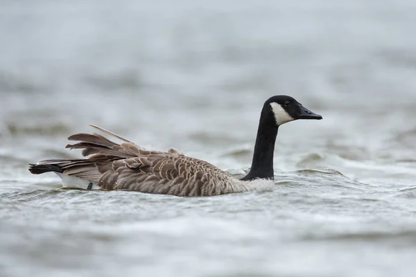 Kanadische Gans im Wasser. — Stockfoto