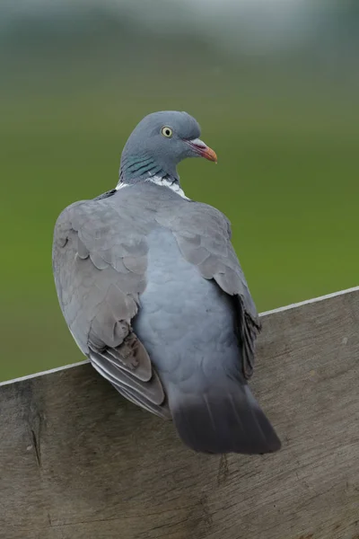 Pombo de madeira em uma cerca — Fotografia de Stock