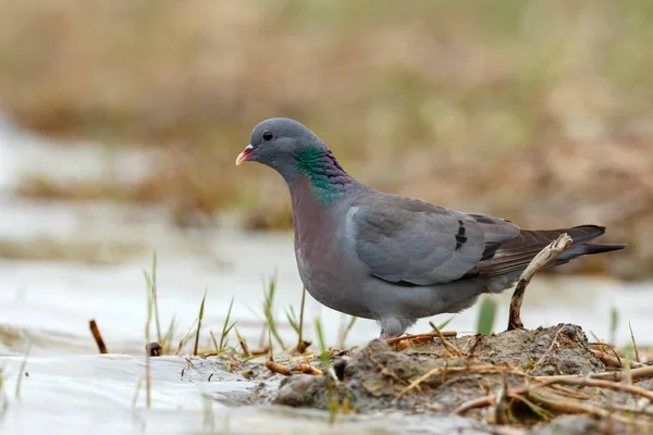 Pigeon des bois oiseau — Photo