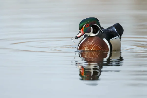 O pato de madeira ou pato Carolina — Fotografia de Stock