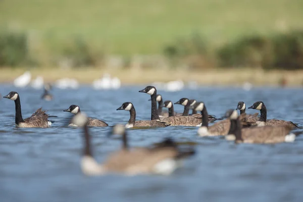 Oies canadiennes dans l'eau . — Photo