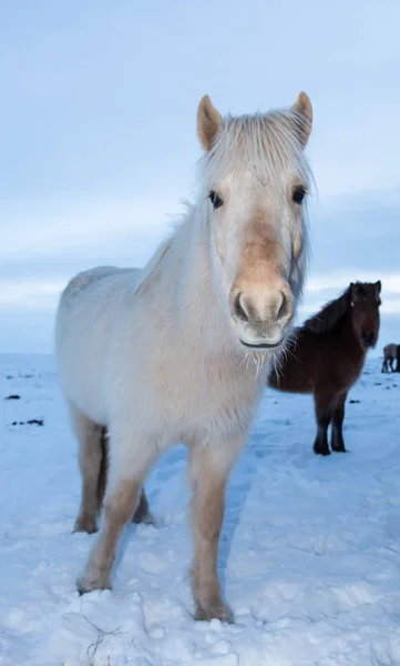 Chevaux islandais debout — Photo