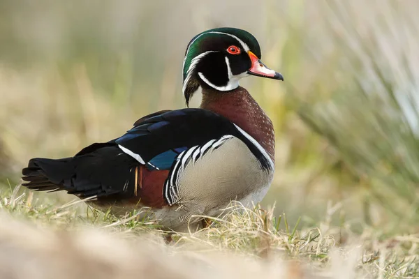 O pato de madeira ou pato Carolina — Fotografia de Stock