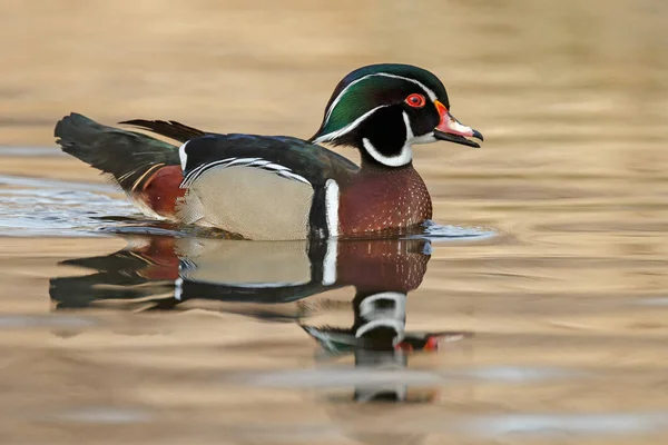 O pato de madeira ou pato Carolina — Fotografia de Stock