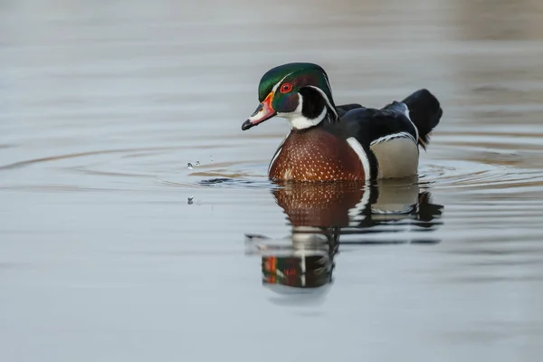 The wood duck or Carolina duck — Stock Photo, Image