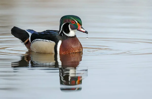 O pato de madeira ou pato Carolina — Fotografia de Stock