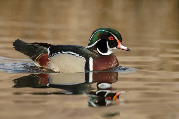 The wood duck or Carolina duck — Stock Photo, Image