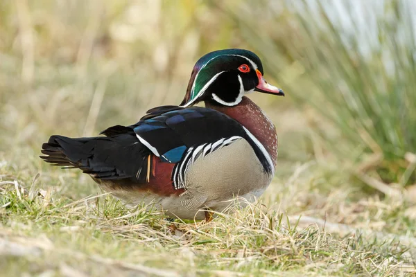 The wood duck or Carolina duck — Stock Photo, Image