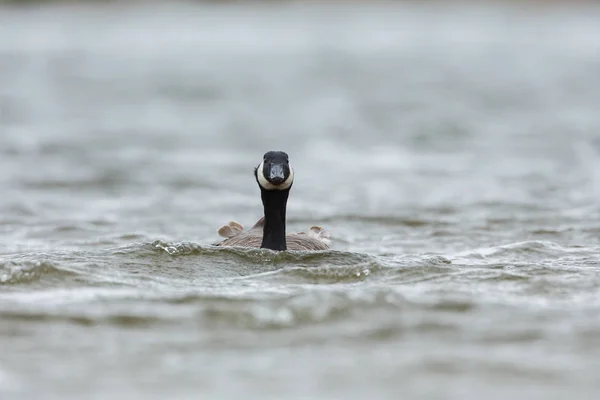 Canadian goose in  water. — Stock Photo, Image