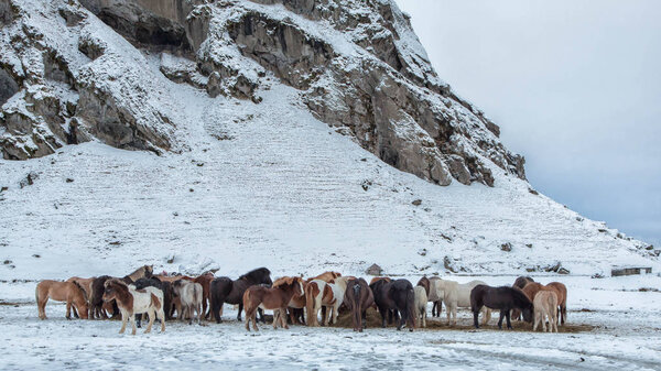 Icelandic horses standing